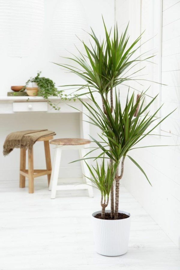 棕榈树图片盆栽容易护理龙树