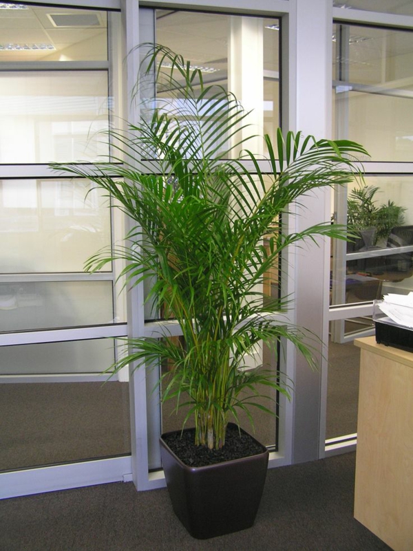 palmbomen palmbomen goudvruchten palm in kantoor palmverzorging