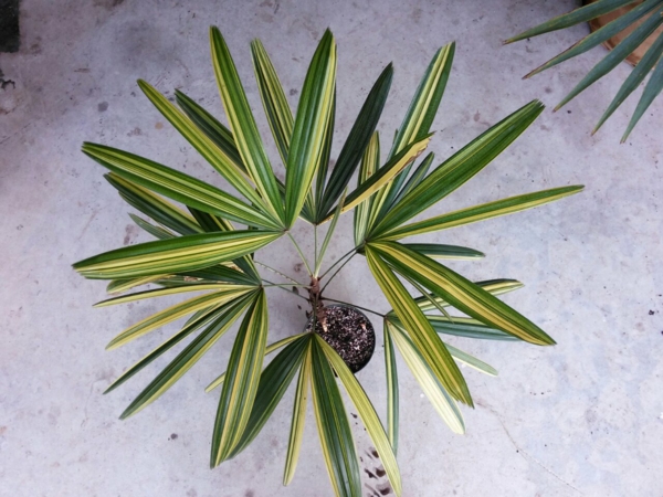 palmių lapai sodo augalai rhapis excelsa panele palmių