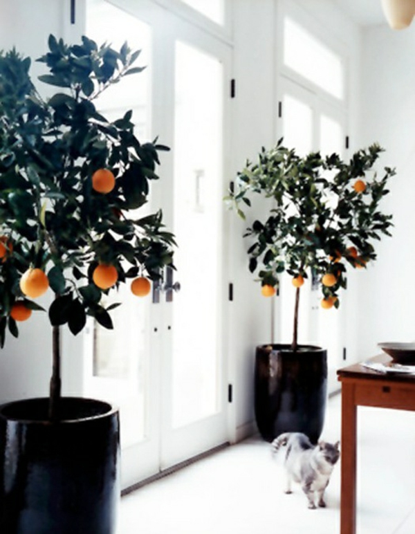 indendørs planter arter-potteplanter-citrus træ-climentinen-containertransport planter