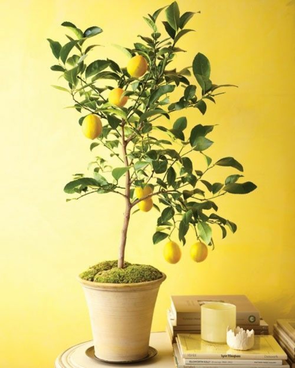 indendørs planter arter potted citrus træ citron træ
