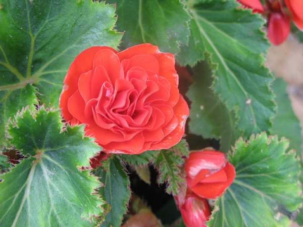 הצמחים הפופולריים ביותר בתוך הבית potted begonia אדום