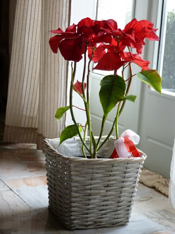 最受欢迎室内植物盆栽植物一品红大戟pulcherrima