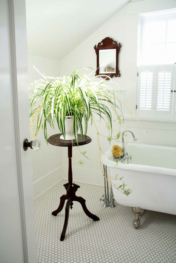 kambariniai augalai nustato augalų vonios vonią