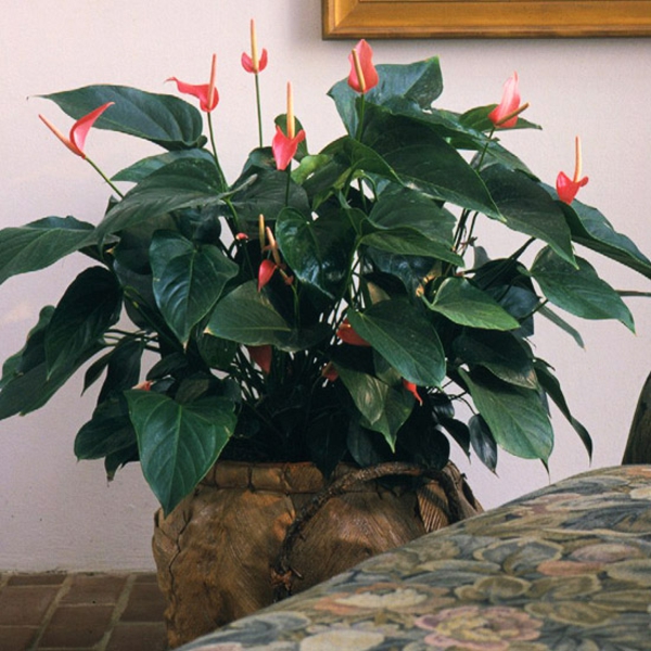 plantes d'intérieur floraison anthurium fleur de flamant plantes en pot
