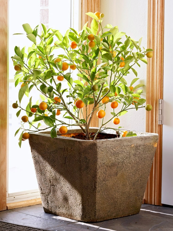 houseplants kukinta citrofortunella microcarpa calamondin puu