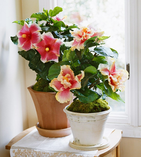 plantes d'intérieur floraison plantes d'hibiscus en pot