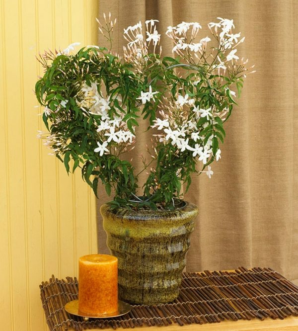 indendørs planter blomstrende jasminum jasmin potteplanter