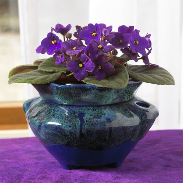 plantes d'intérieur floraison saintpaulia ionantha african violet plantes en pot