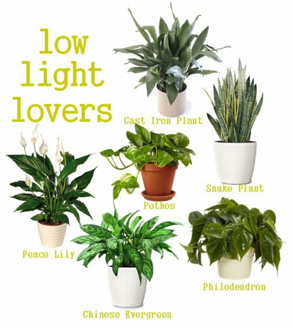 Kamerplanten die weinig lichtsoorten nodig hebben