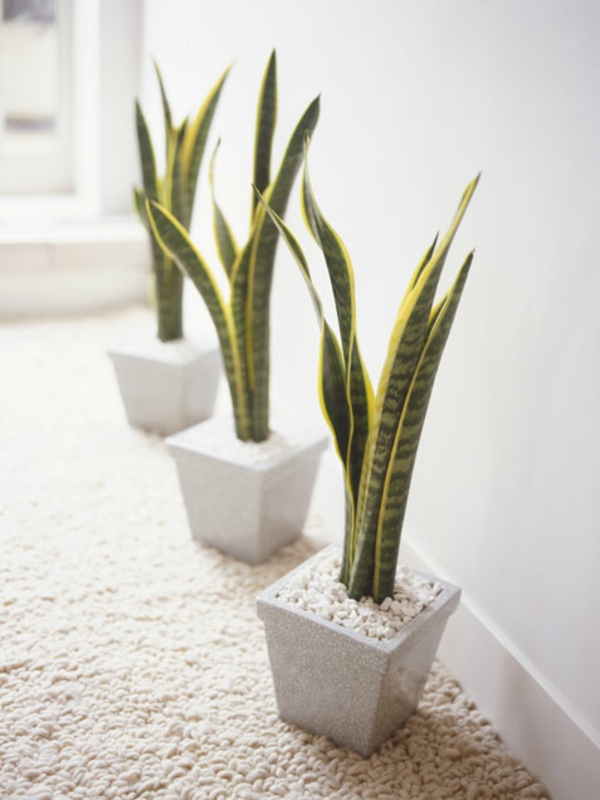 indoor plants which need little light need three pieces