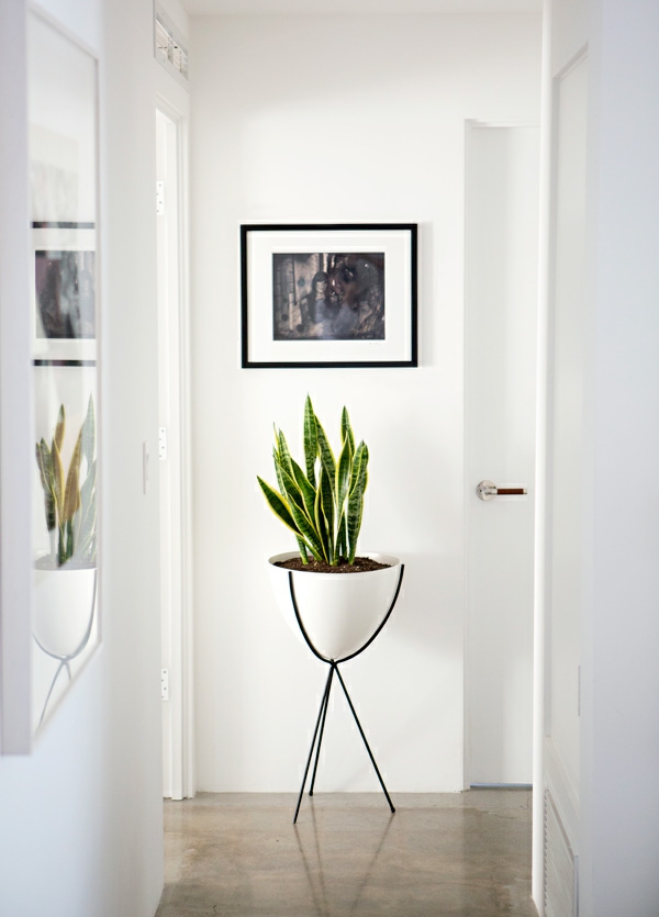 indoor plants that need little light stand