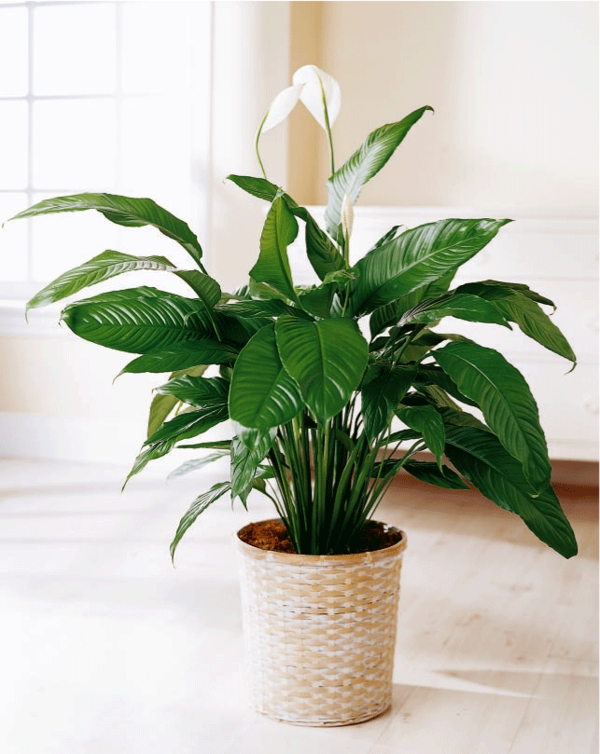 indoor plants that need little light intertwined