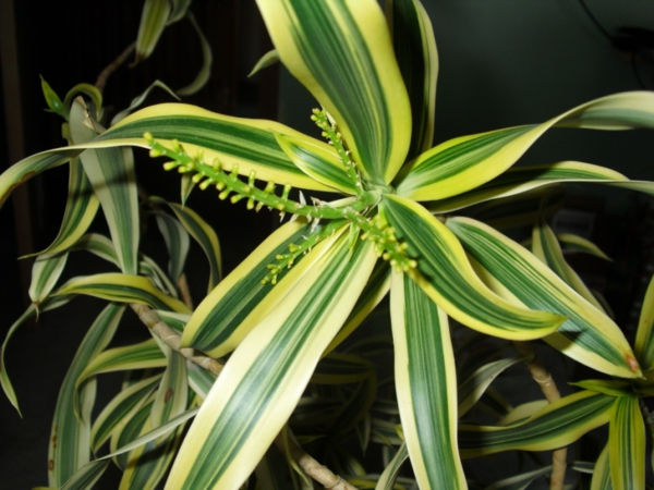 plante de interior dragon copac Dracaena reflexa frunze