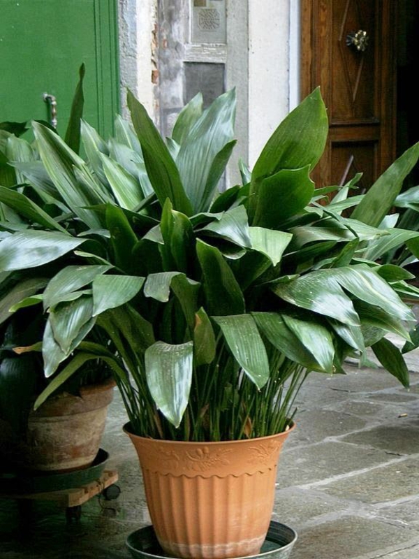 plantas de interior para espacios oscuros aspidistra zapatero palma