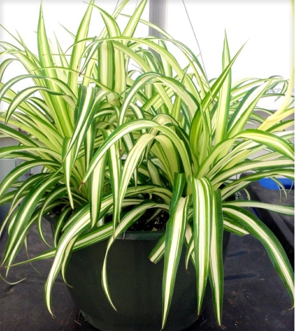 indoor plants for dark spaces lily potted plants