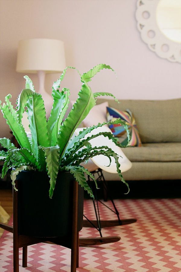 indoor plants for dark spaces nest fern
