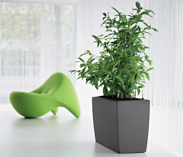 kambariniai augalai žali rateliai gražūs gyvenimo idėjos užuolaidos