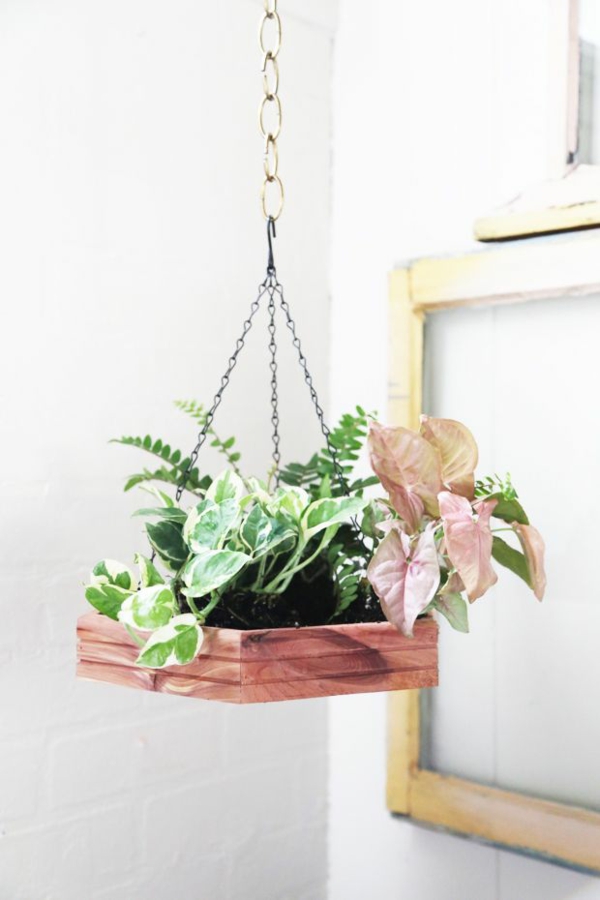 室内植物吊装饰的想法阻碍盆栽植物