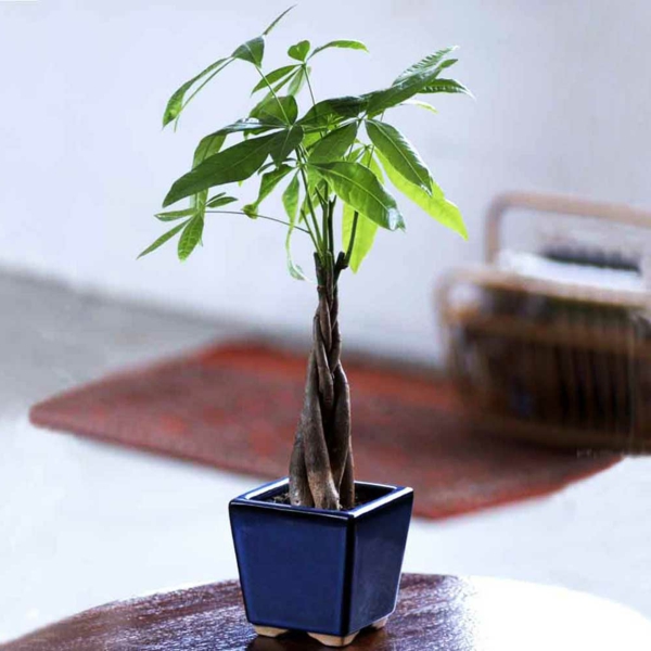 kambariniai augalai mažas augalas mėlynas augalas puodelis stalas