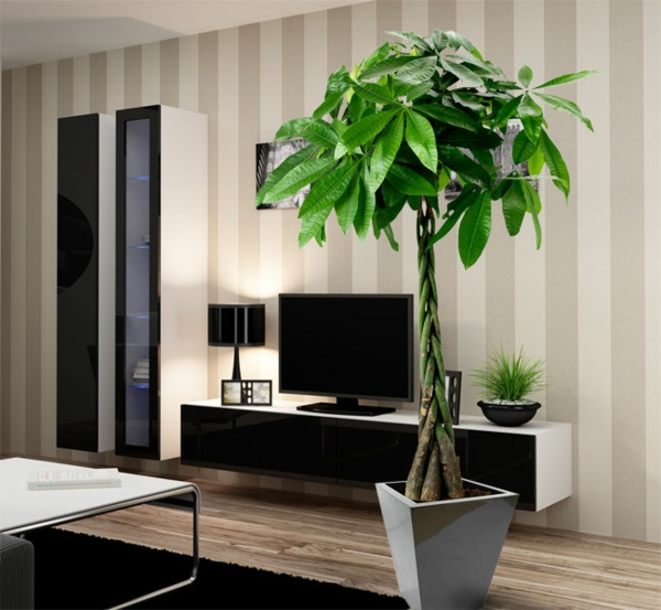 Φυτά εσωτερικού χώρου Pachira Living Room Διακόσμηση μαύρου χαλιού