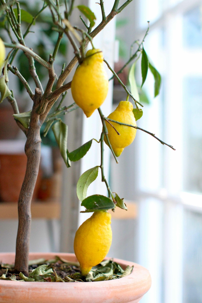 Citrus tree care flowerpot plantes d'intérieur soins appropriés