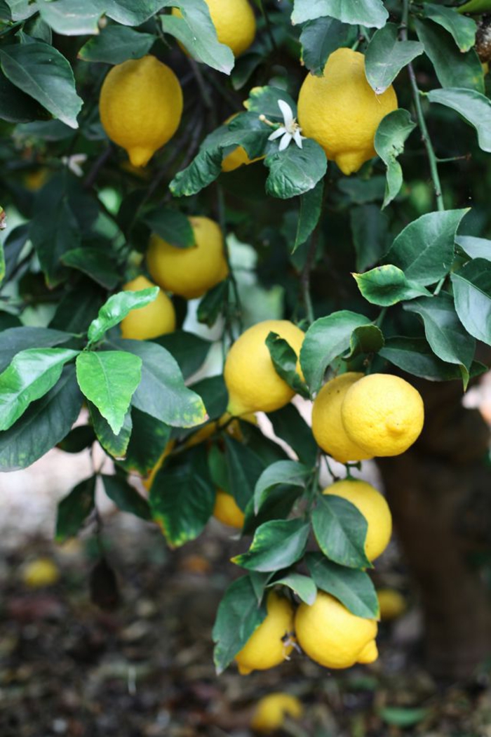 idées de conception de jardin de soins de citron