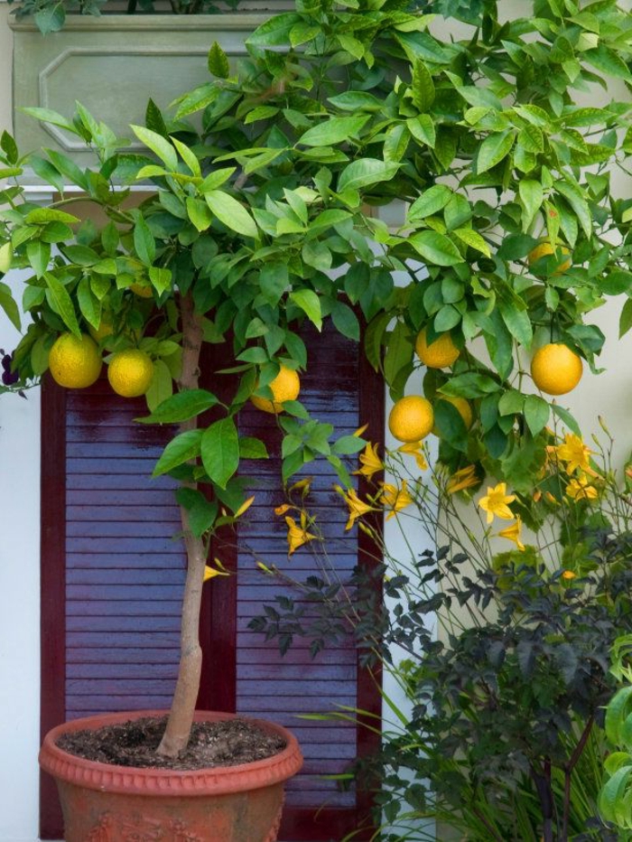 idées de jardinage soin de citronnier