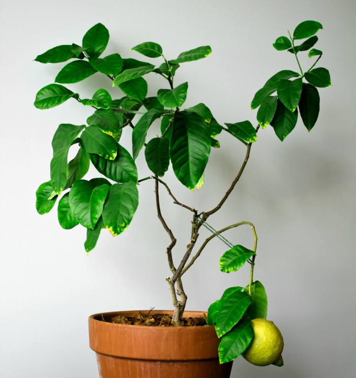sitron treet riktig omsorg houseplant deco ideer