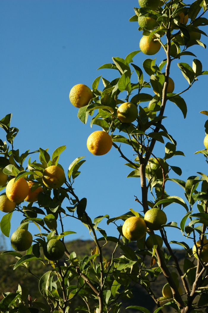 conseils de race de citronnier idées de conception de jardin